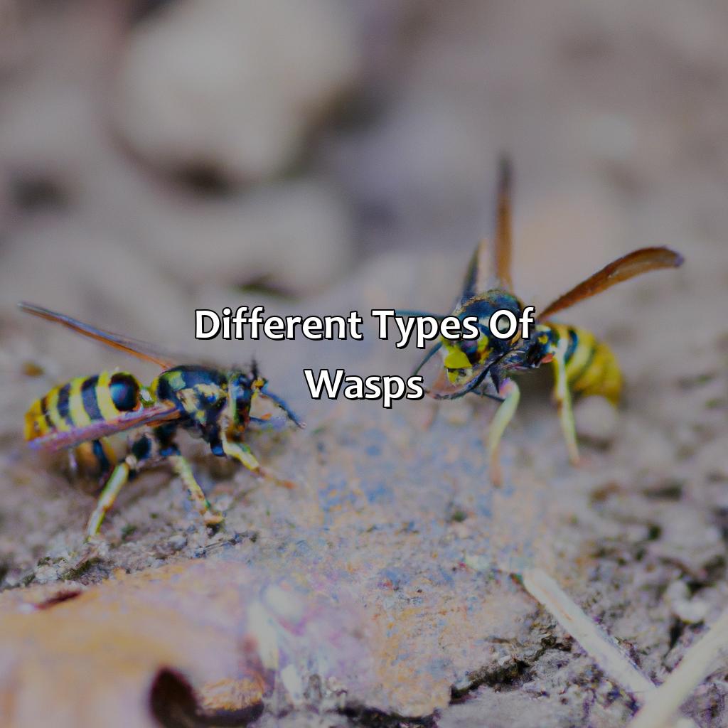 Different Types Of Wasps  - What Color Are Wasps, 