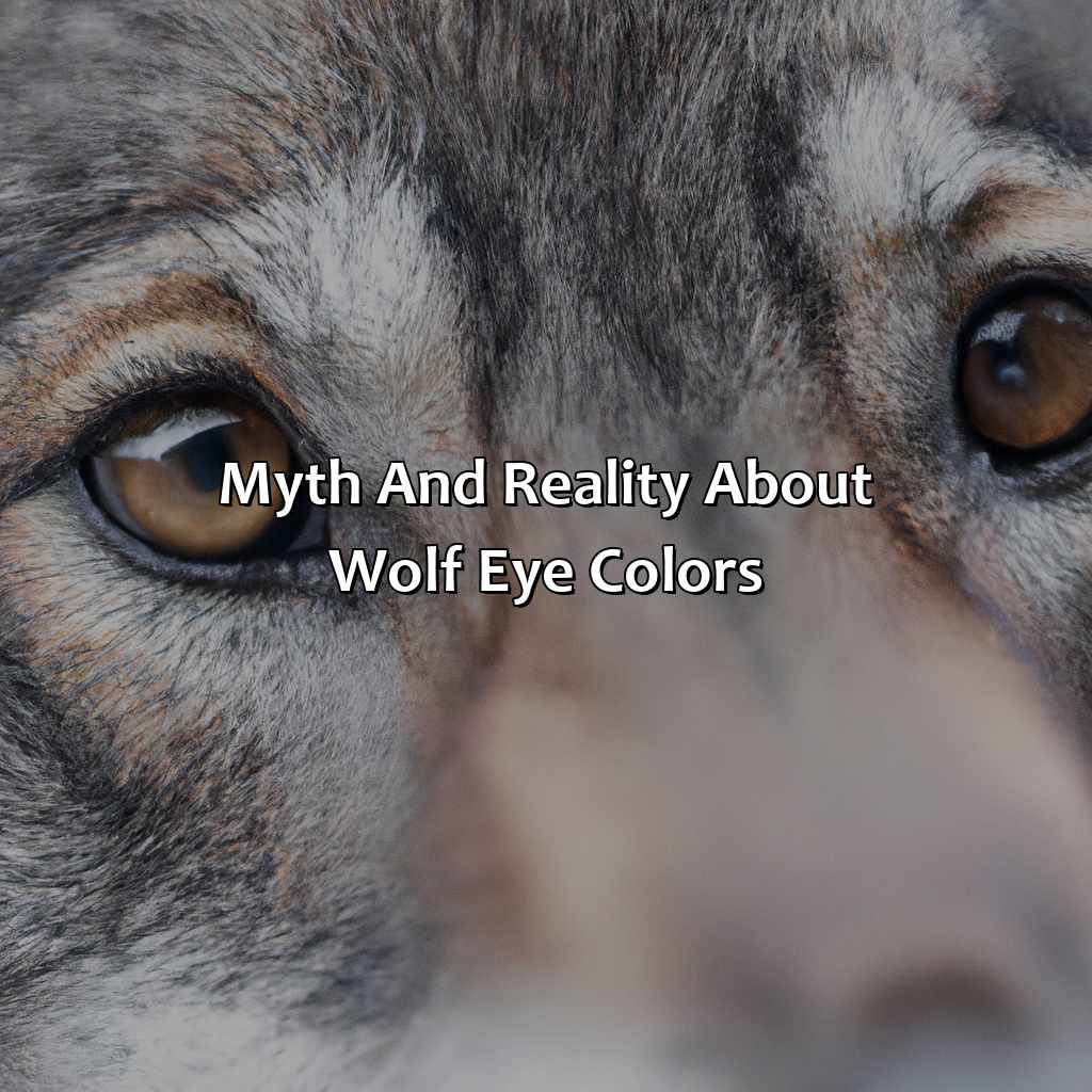 Myth And Reality About Wolf Eye Colors  - What Color Are Wolf Eyes, 