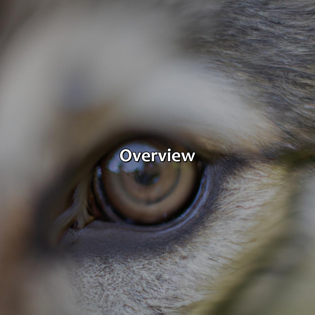 Overview  - What Color Are Wolf Eyes, 