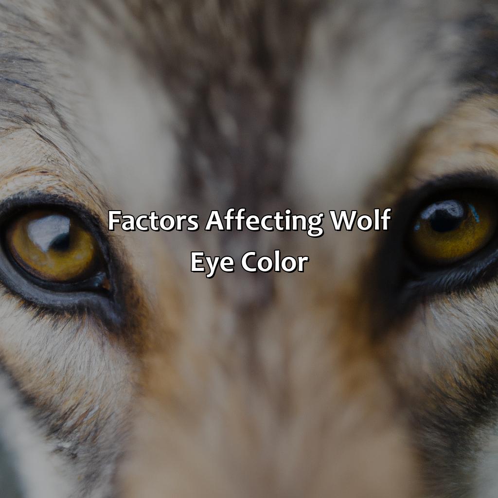 Factors Affecting Wolf Eye Color  - What Color Are Wolf Eyes, 