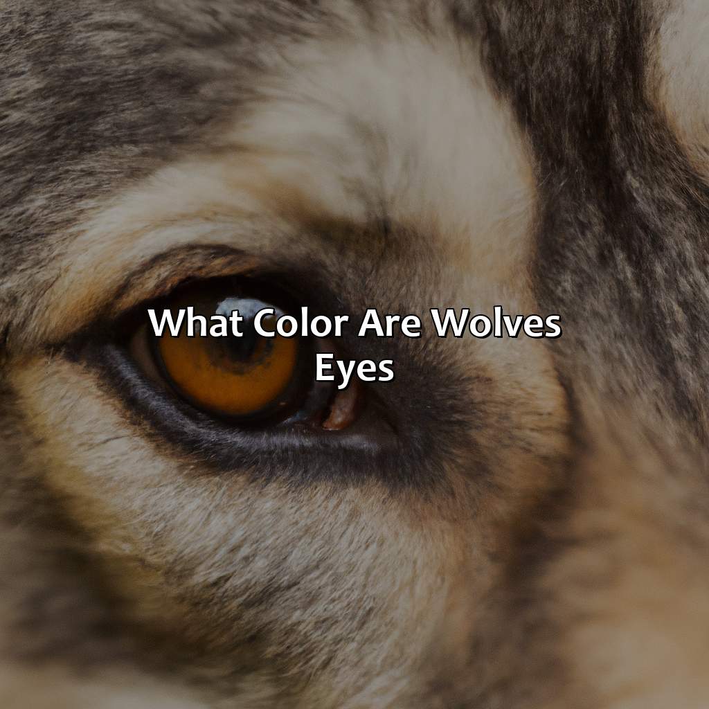 What Color Are Wolves Eyes - colorscombo.com