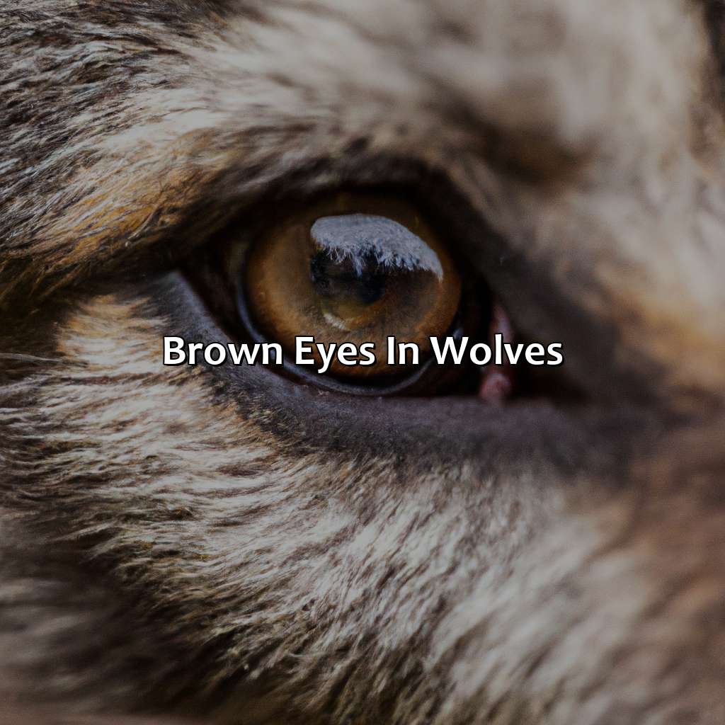 Brown Eyes In Wolves  - What Color Are Wolves Eyes, 