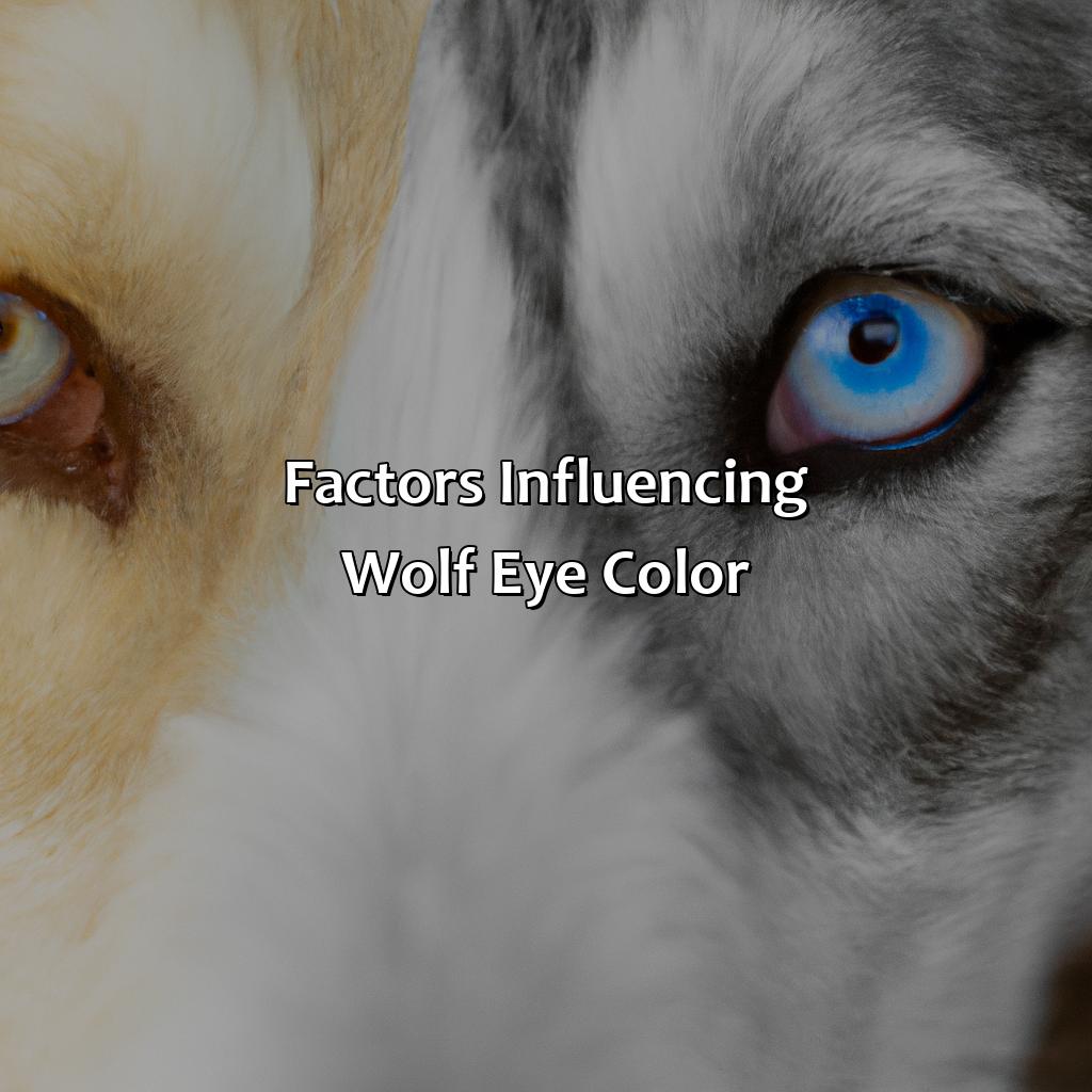 Factors Influencing Wolf Eye Color  - What Color Are Wolves Eyes, 