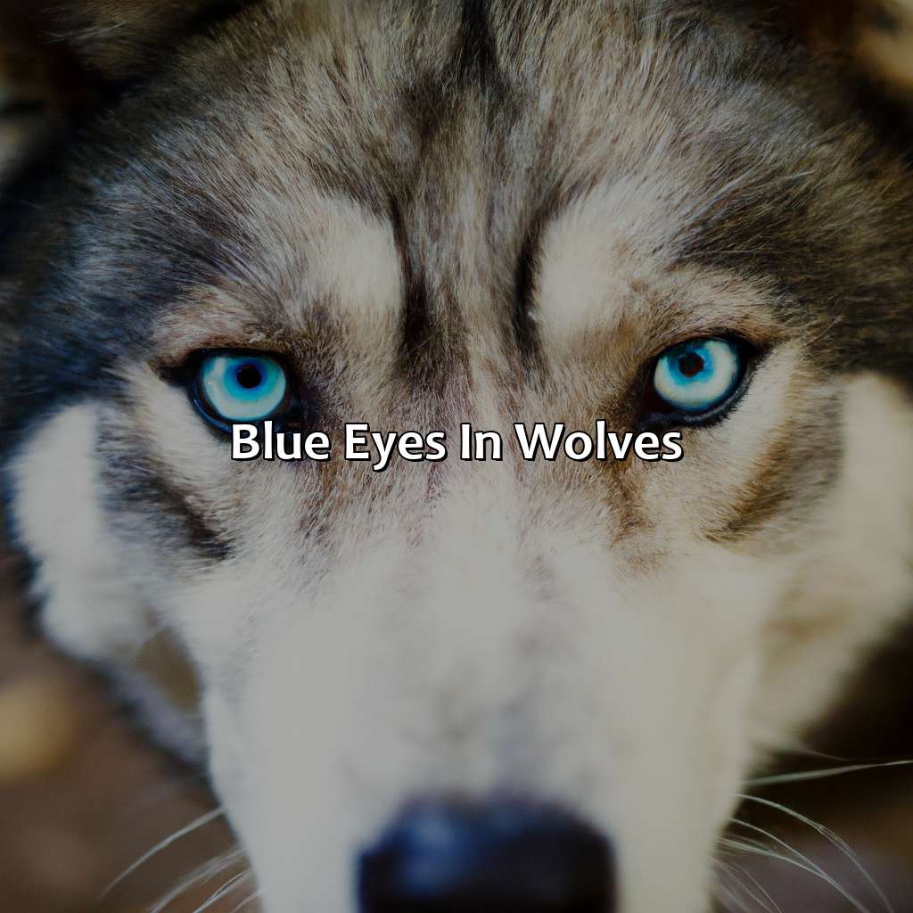 Blue Eyes In Wolves  - What Color Are Wolves Eyes, 