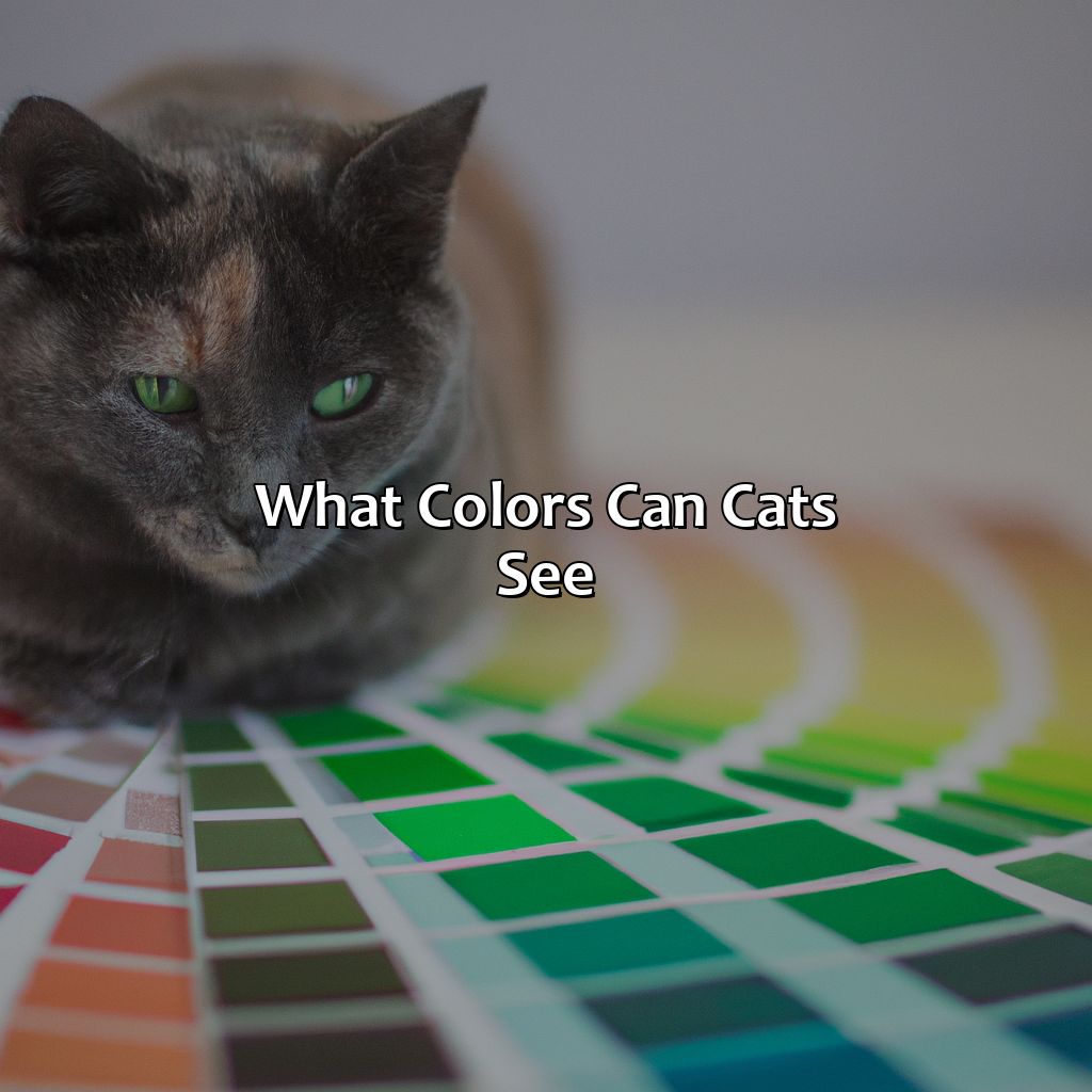 What Colors Can Cats See?  - What Color Can Cats See, 