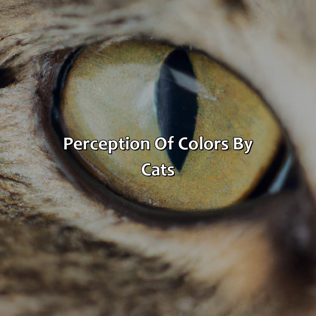 Perception Of Colors By Cats  - What Color Do Cats See, 