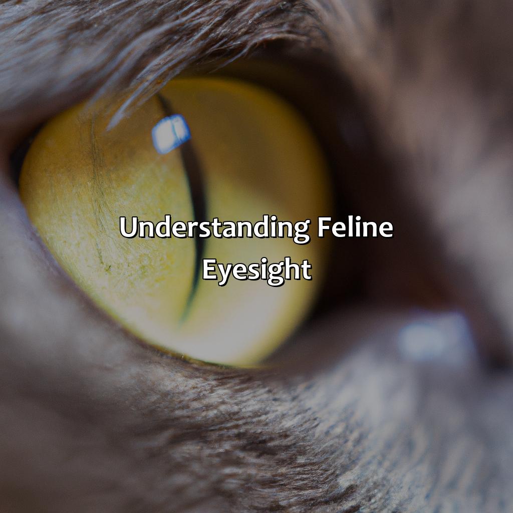 Understanding Feline Eyesight  - What Color Do Cats See, 