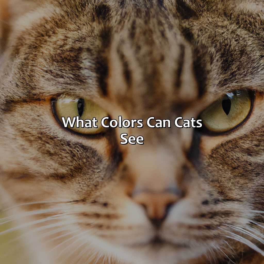 What Colors Can Cats See?  - What Color Do Cats See, 