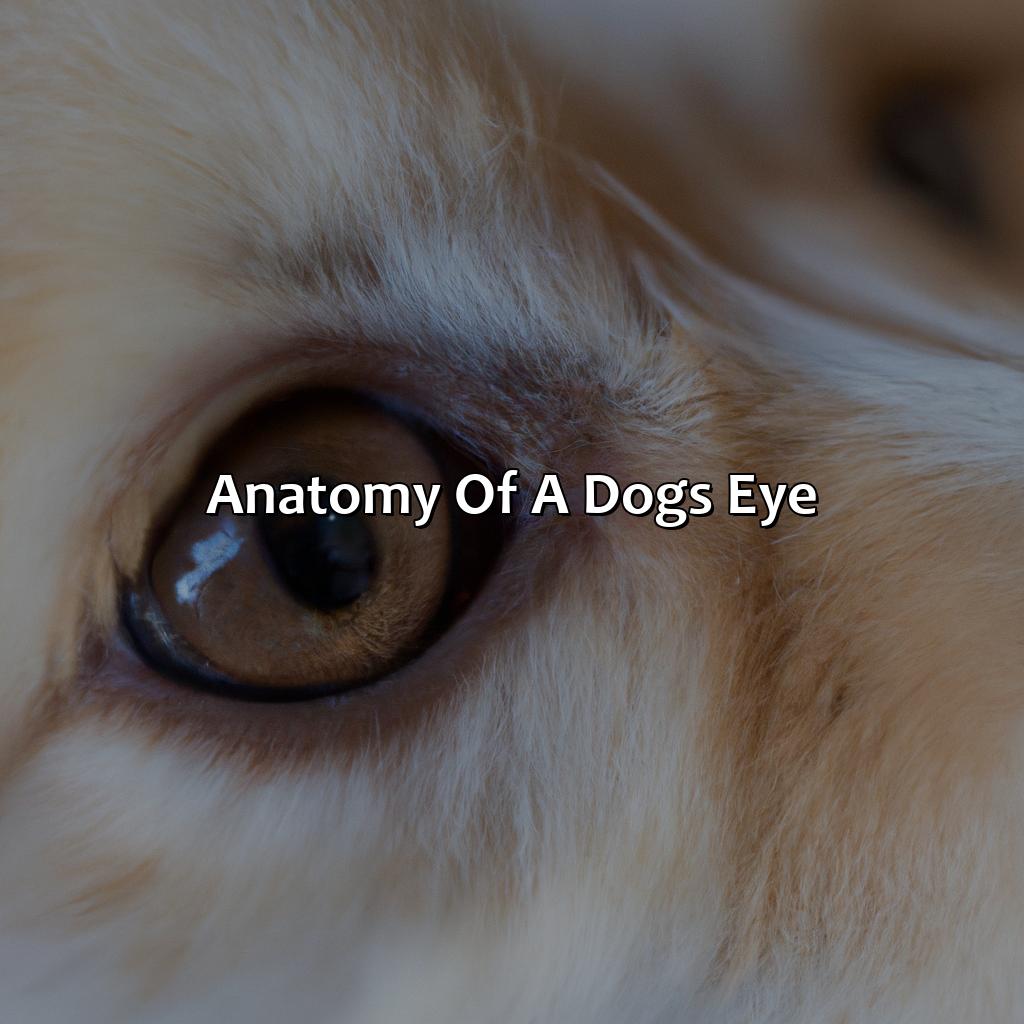 Anatomy Of A Dog