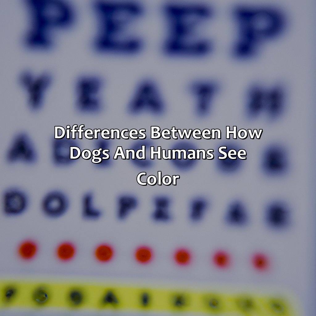 Differences Between How Dogs And Humans See Color  - What Color Do Dogs See Best, 