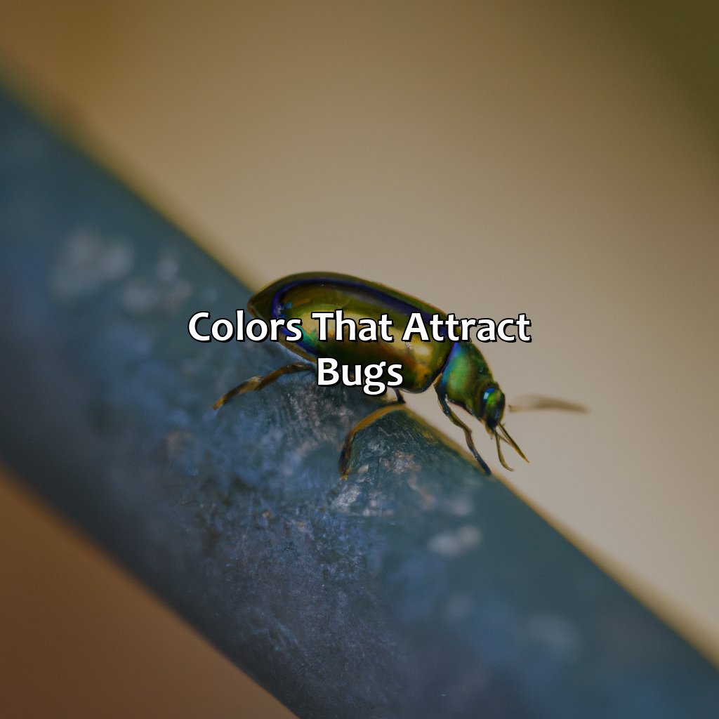 Colors That Attract Bugs  - What Color Does Not Attract Bugs, 