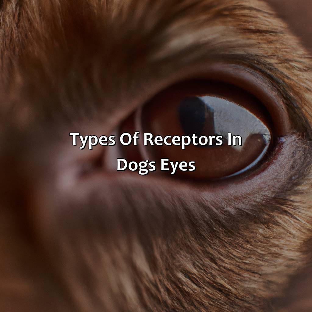 Types Of Receptors In Dogs’ Eyes  - What Color Dogs See, 