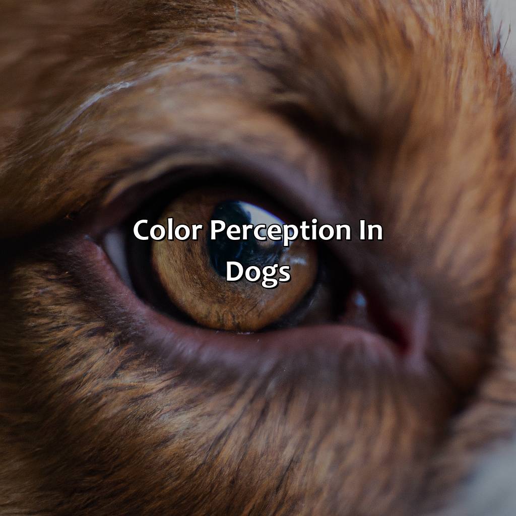 Color Perception In Dogs  - What Color Dogs See, 