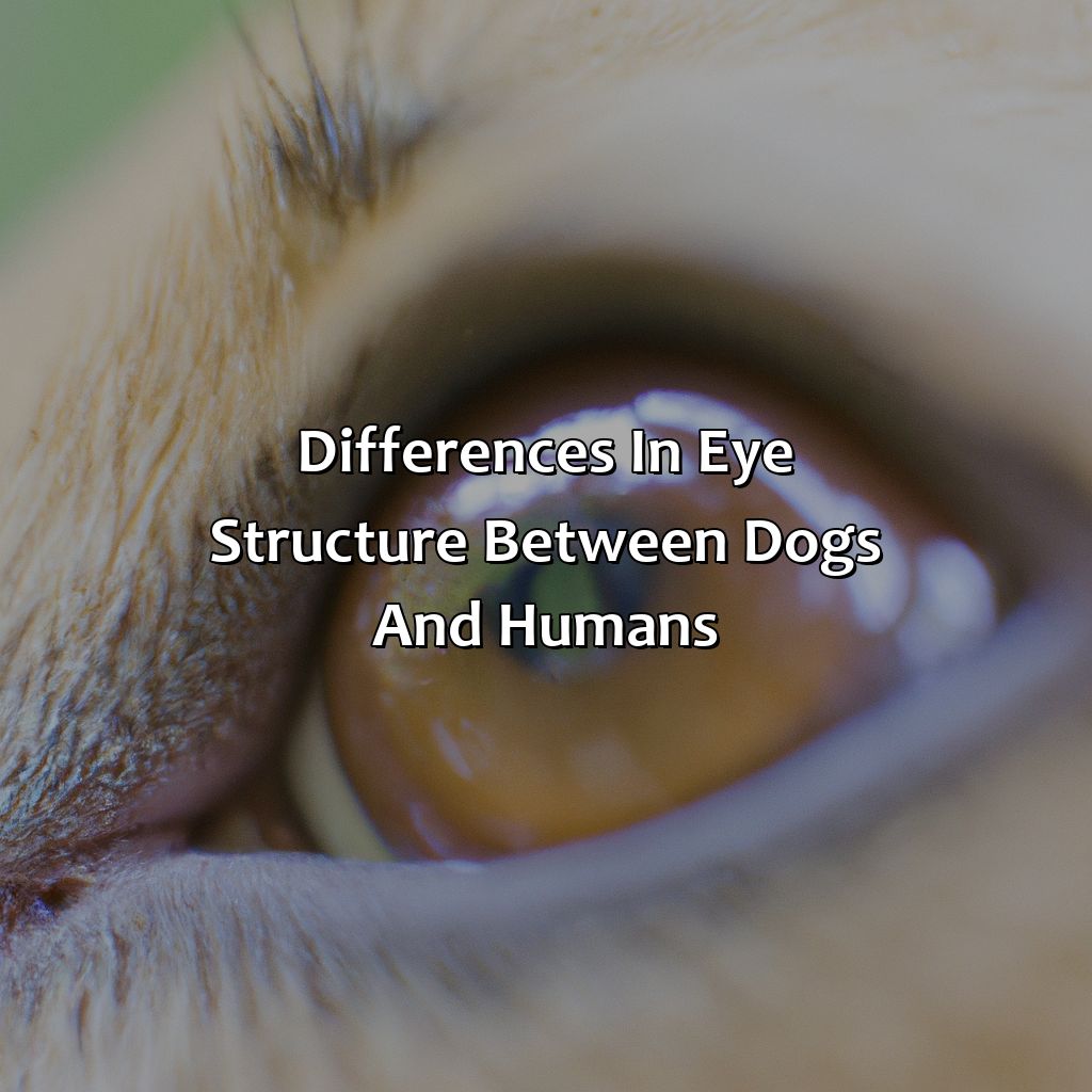 Differences In Eye Structure Between Dogs And Humans  - What Color Dogs See, 