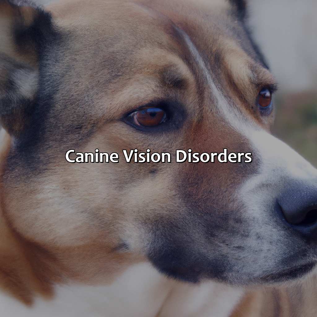 Canine Vision Disorders  - What Color Dogs See, 