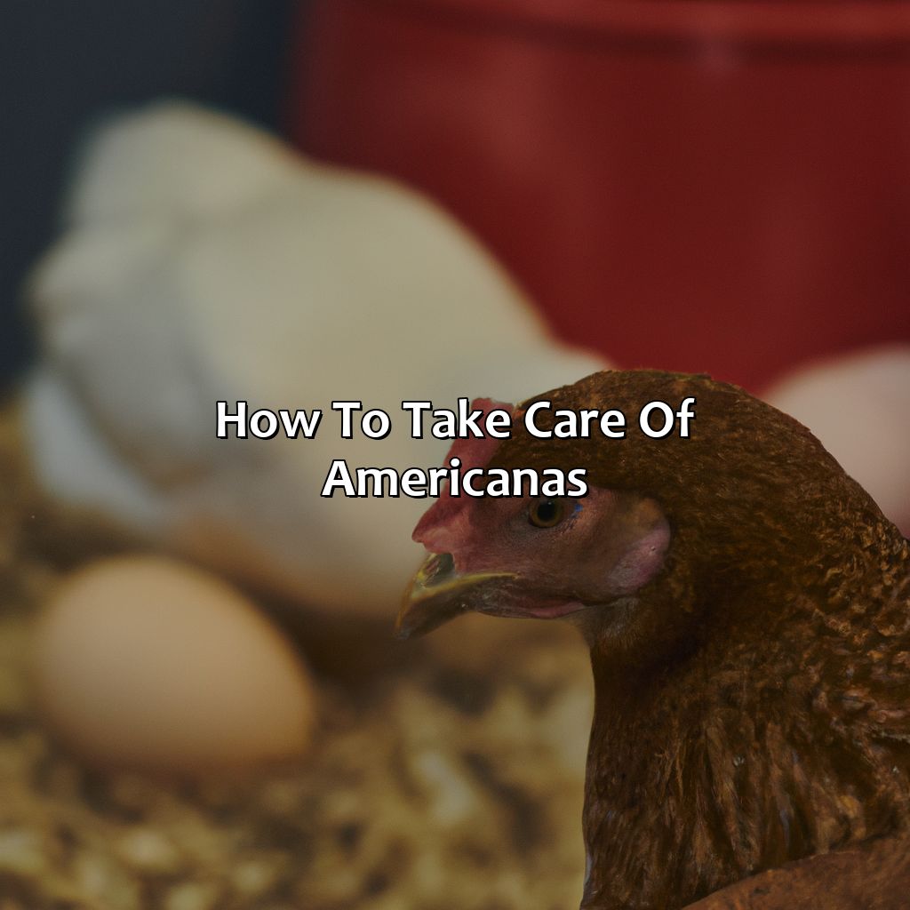 How To Take Care Of Americanas  - What Color Eggs Do Americanas Lay, 