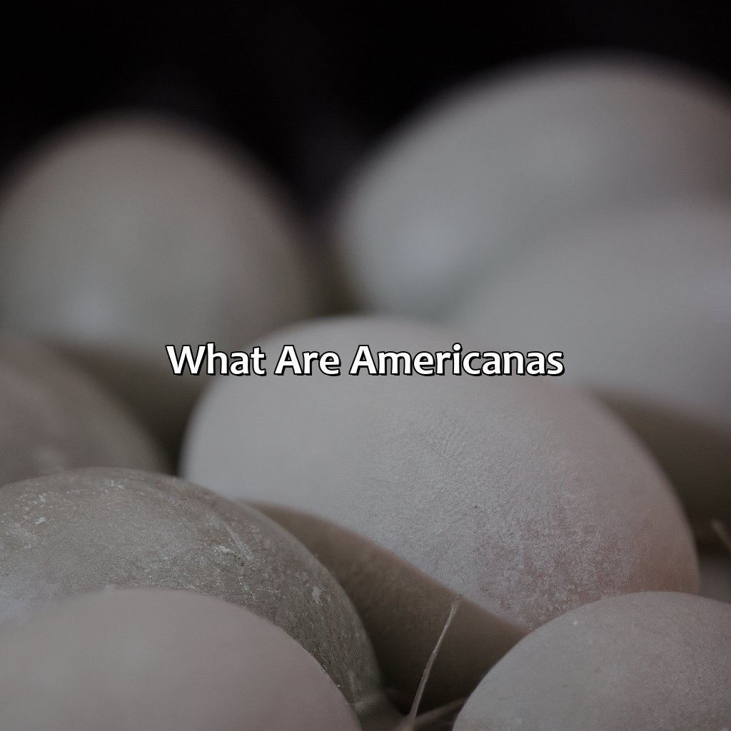 What Are Americanas?  - What Color Eggs Do Americanas Lay, 