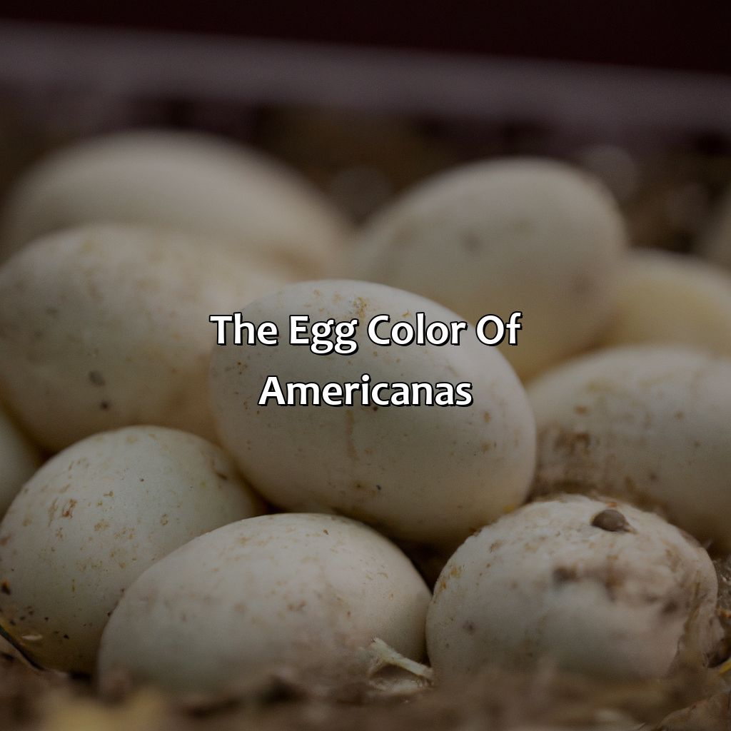 The Egg Color Of Americanas  - What Color Eggs Do Americanas Lay, 