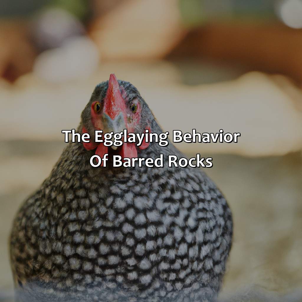 The Egg-Laying Behavior Of Barred Rocks  - What Color Eggs Do Barred Rocks Lay, 