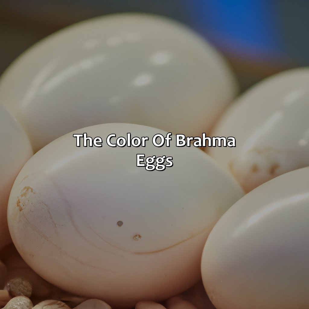 The Color Of Brahma Eggs  - What Color Eggs Do Brahmas Lay, 