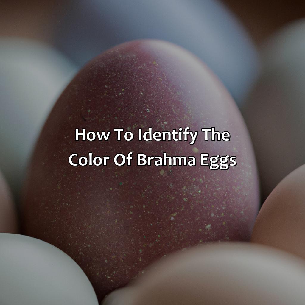 How To Identify The Color Of Brahma Eggs  - What Color Eggs Do Brahmas Lay, 