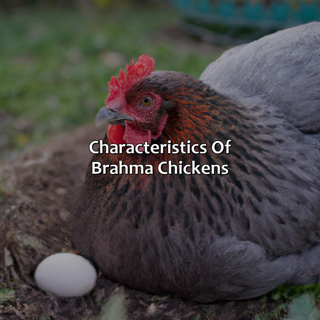 Characteristics Of Brahma Chickens  - What Color Eggs Do Brahmas Lay, 