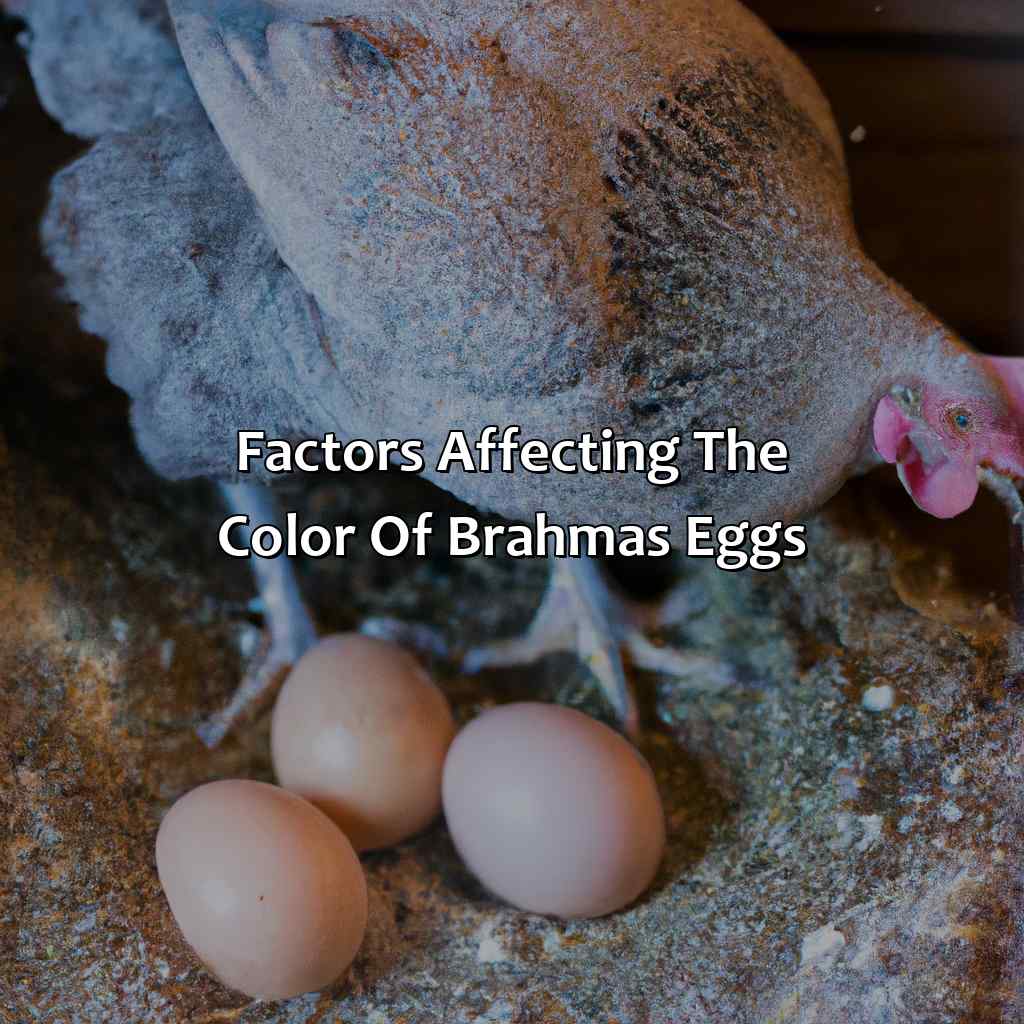 Factors Affecting The Color Of Brahmas