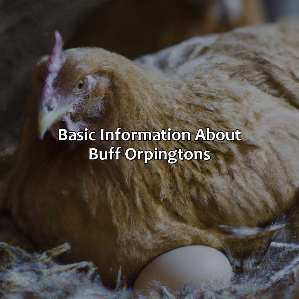 Basic Information About Buff Orpingtons  - What Color Eggs Do Buff Orpingtons Lay, 