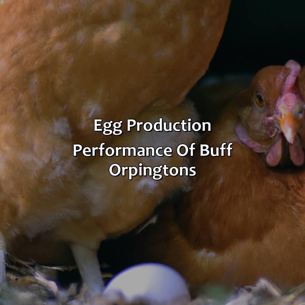 Egg Production Performance Of Buff Orpingtons  - What Color Eggs Do Buff Orpingtons Lay, 