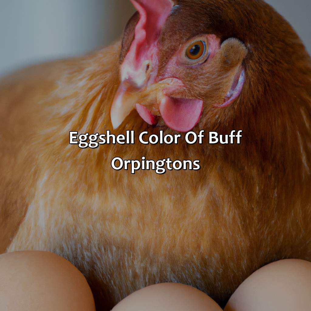 Eggshell Color Of Buff Orpingtons  - What Color Eggs Do Buff Orpingtons Lay, 