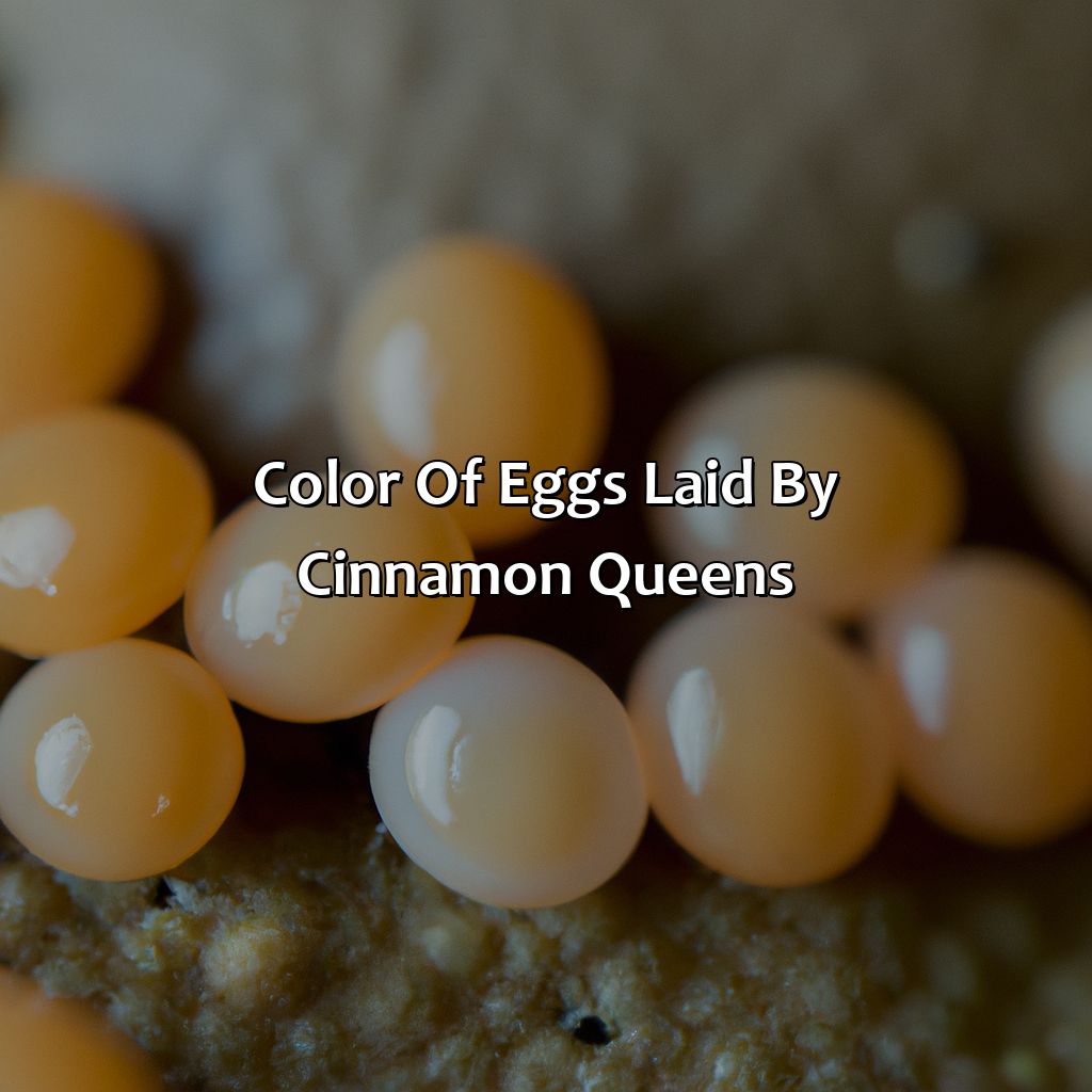 Color Of Eggs Laid By Cinnamon Queens  - What Color Eggs Do Cinnamon Queens Lay, 