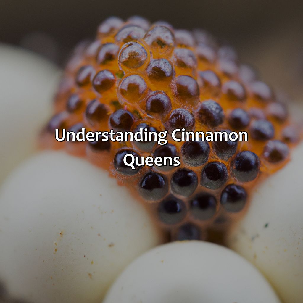 Understanding Cinnamon Queens  - What Color Eggs Do Cinnamon Queens Lay, 