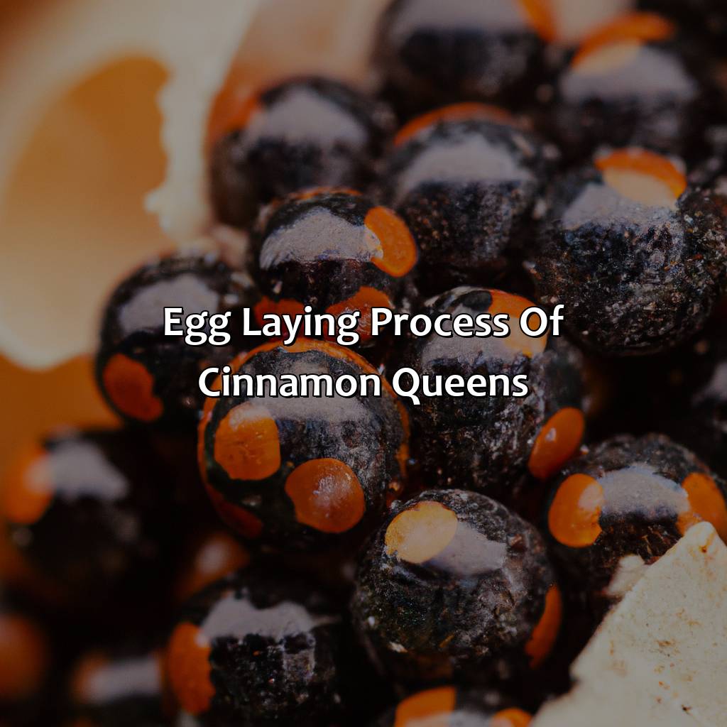 Egg Laying Process Of Cinnamon Queens  - What Color Eggs Do Cinnamon Queens Lay, 