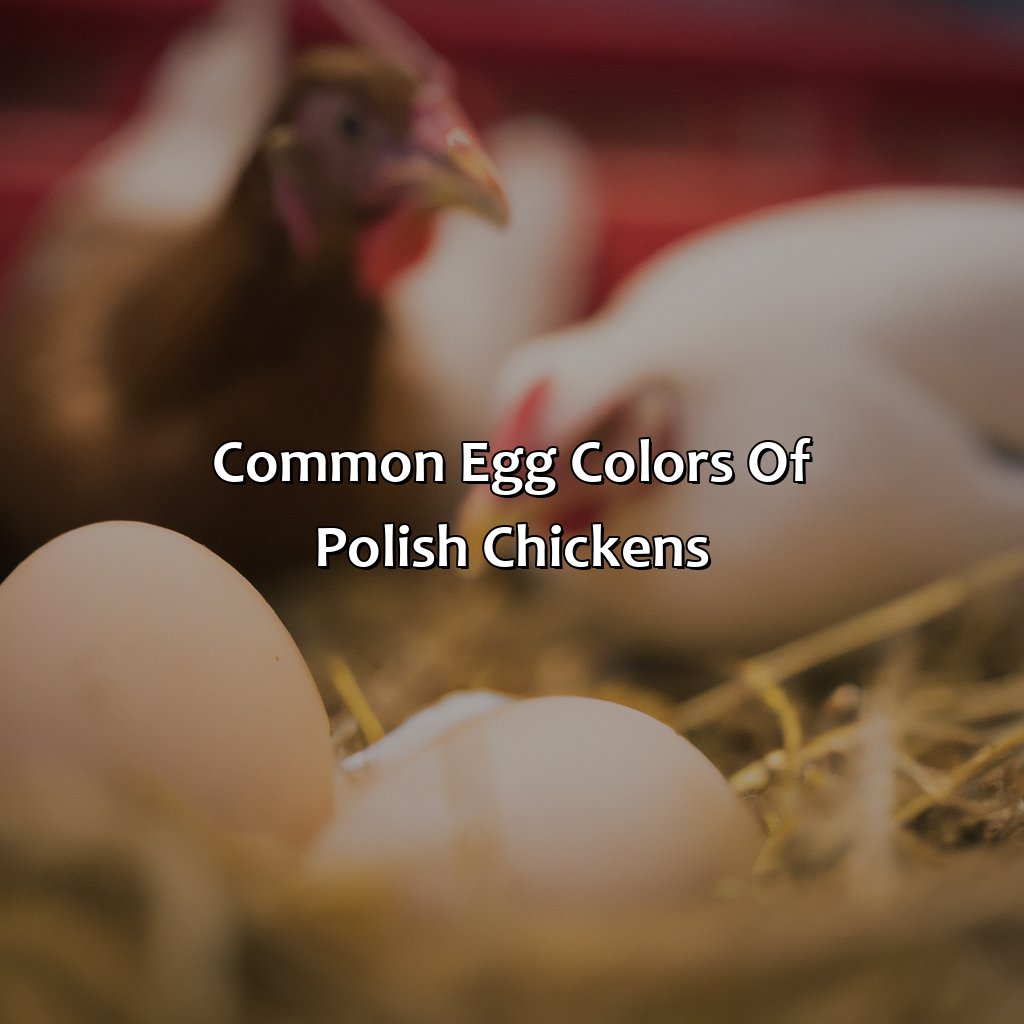 Common Egg Colors Of Polish Chickens  - What Color Eggs Do Polish Chickens Lay, 