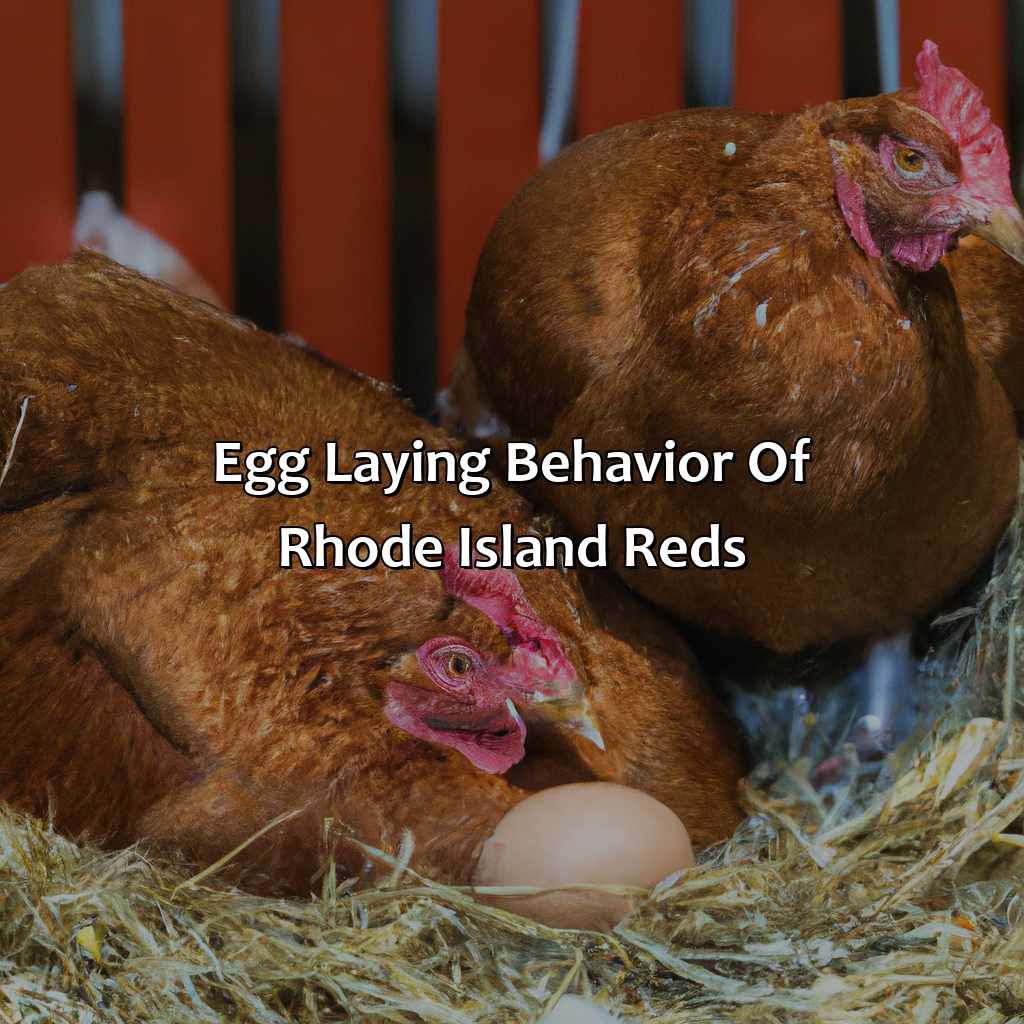 Egg Laying Behavior Of Rhode Island Reds  - What Color Eggs Do Rhode Island Reds Lay, 