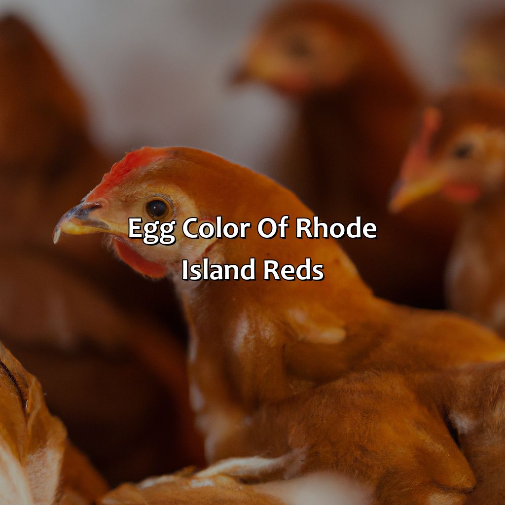 Egg Color Of Rhode Island Reds  - What Color Eggs Do Rhode Island Reds Lay, 