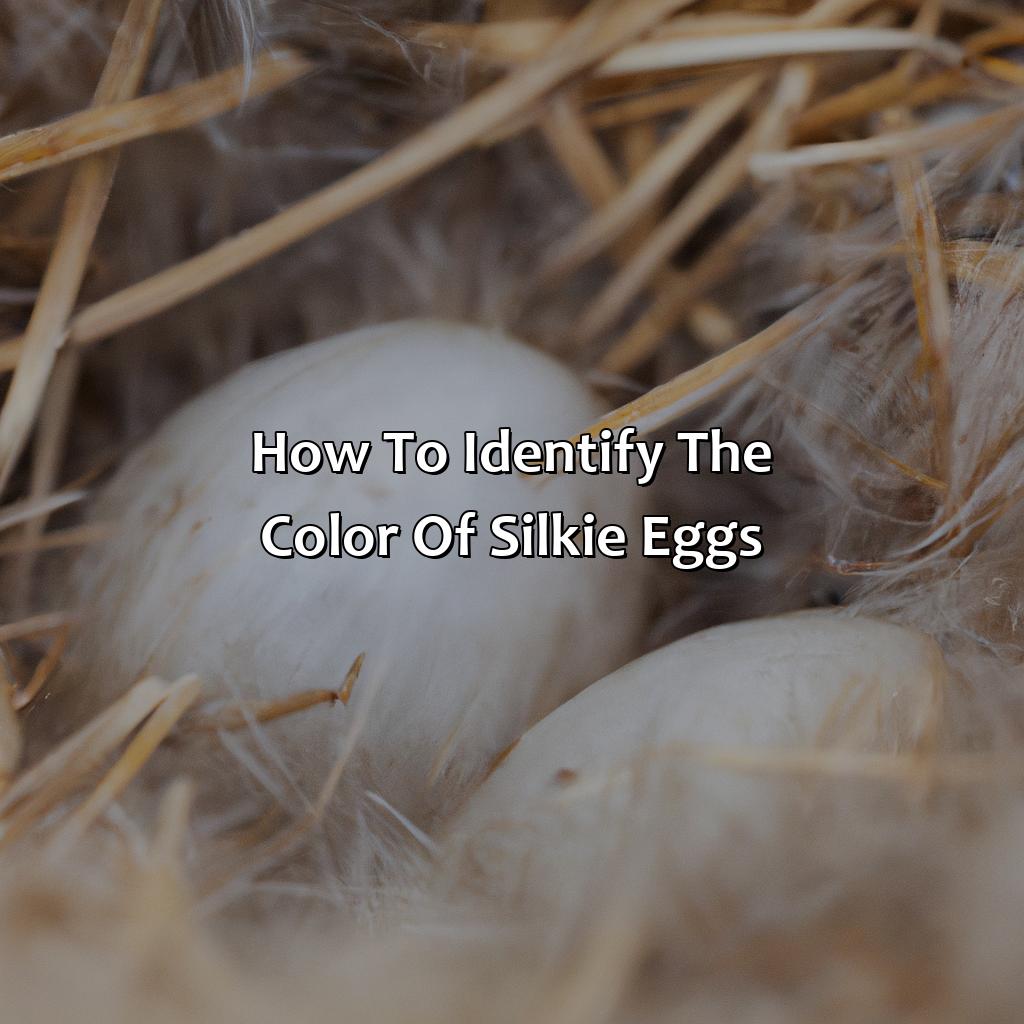 How To Identify The Color Of Silkie Eggs  - What Color Eggs Do Silkies Lay, 