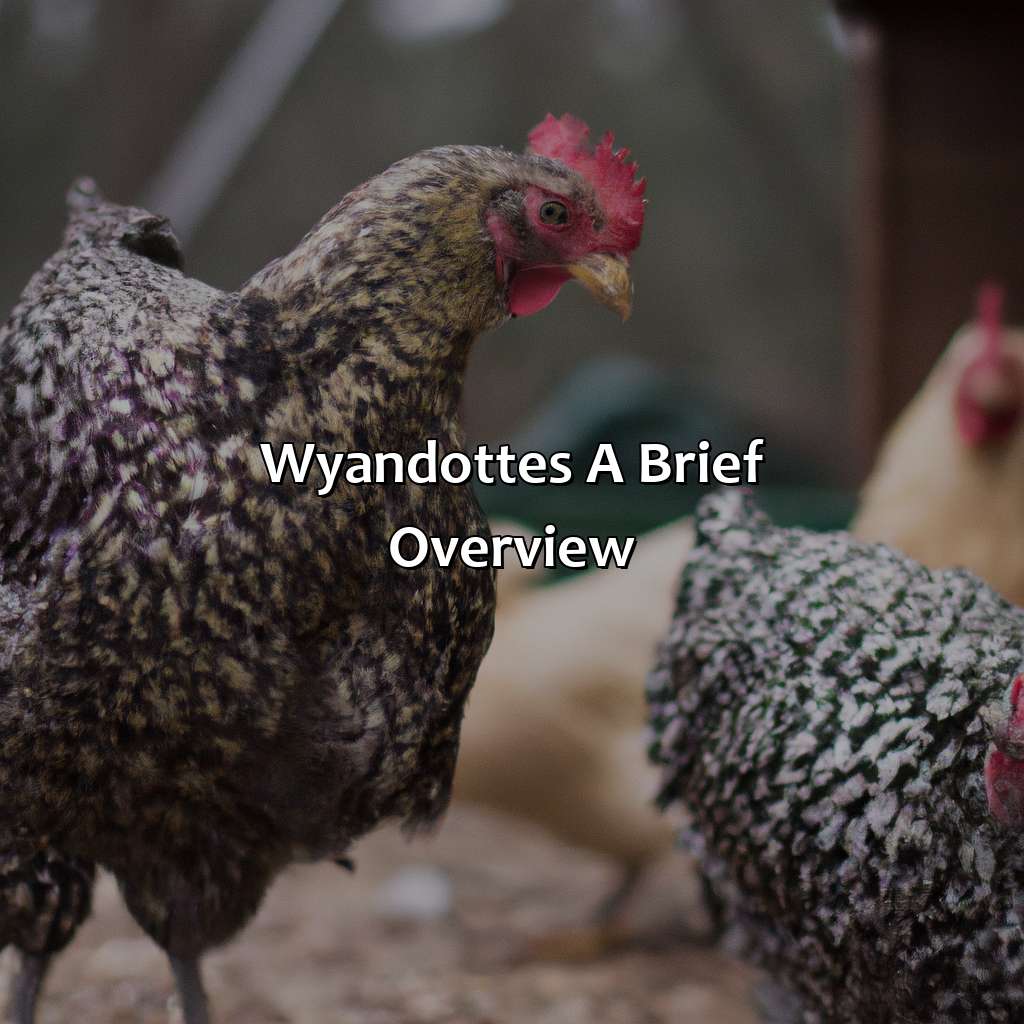 Wyandottes: A Brief Overview  - What Color Eggs Do Wyandottes Lay, 