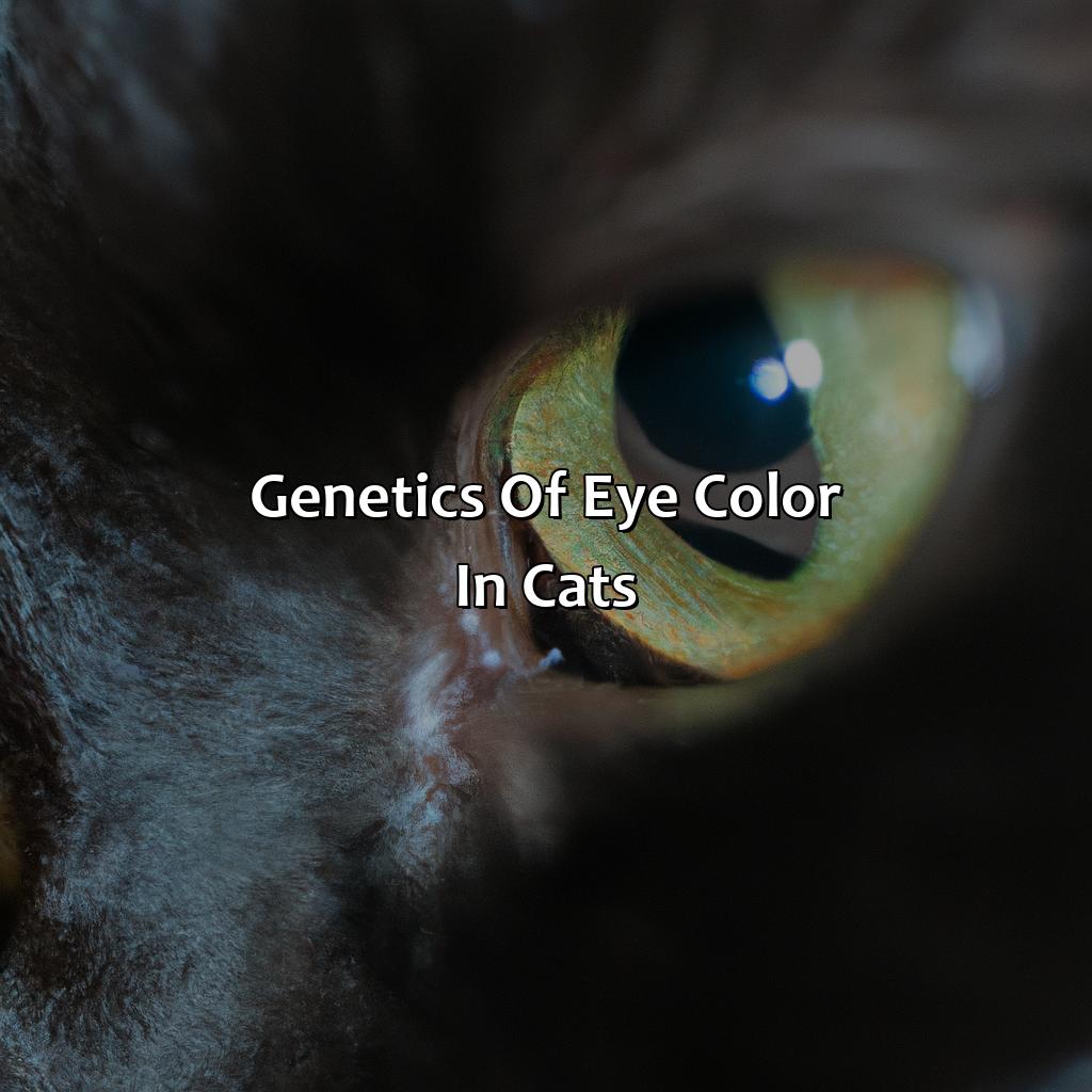 Genetics Of Eye Color In Cats  - What Color Eyes Do Black Cats Have, 