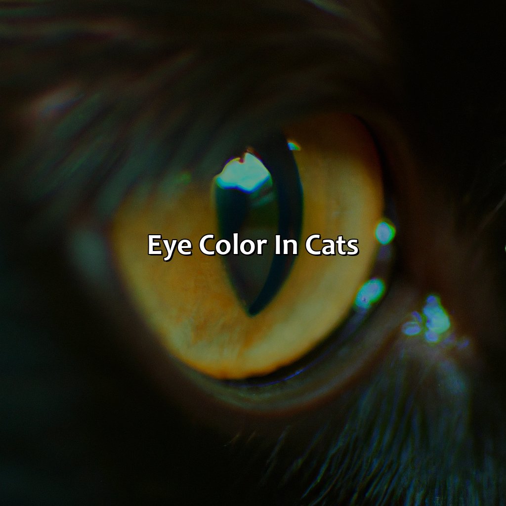 Eye Color In Cats  - What Color Eyes Do Black Cats Have, 