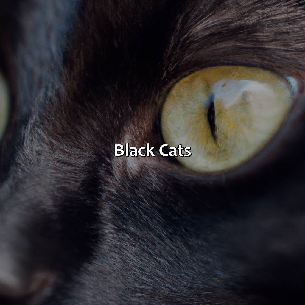 Black Cats  - What Color Eyes Do Black Cats Have, 