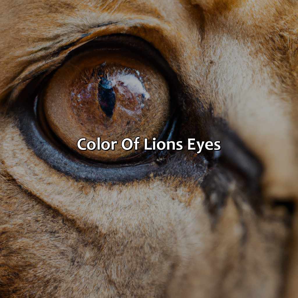 Color Of Lion