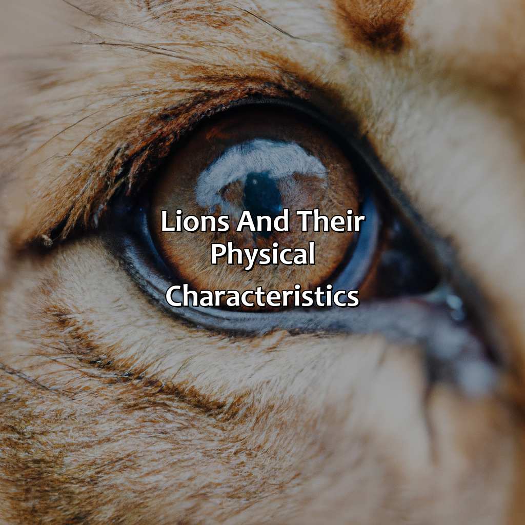 Lions And Their Physical Characteristics  - What Color Eyes Do Lions Have, 