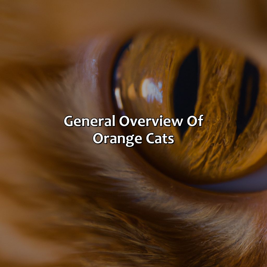 General Overview Of Orange Cats  - What Color Eyes Do Orange Cats Have, 