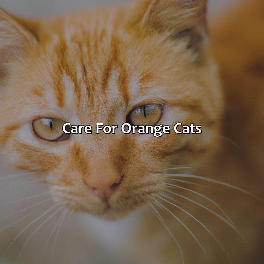 Care For Orange Cats  - What Color Eyes Do Orange Cats Have, 