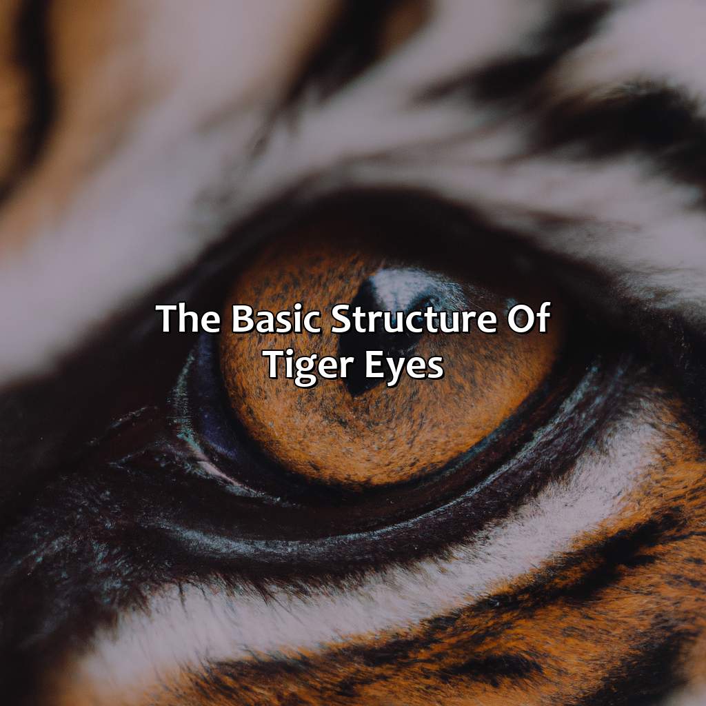The Basic Structure Of Tiger Eyes  - What Color Eyes Do Tigers Have, 