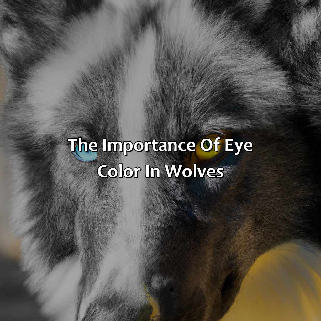 The Importance Of Eye Color In Wolves  - What Color Eyes Do Wolves Have, 