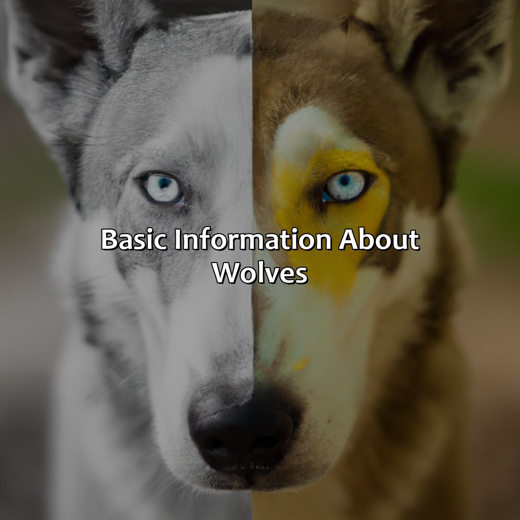 Basic Information About Wolves  - What Color Eyes Do Wolves Have, 