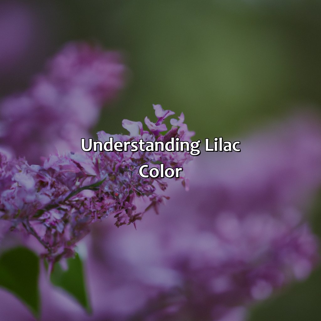 Understanding Lilac Color  - What Color Goes With Lilac, 