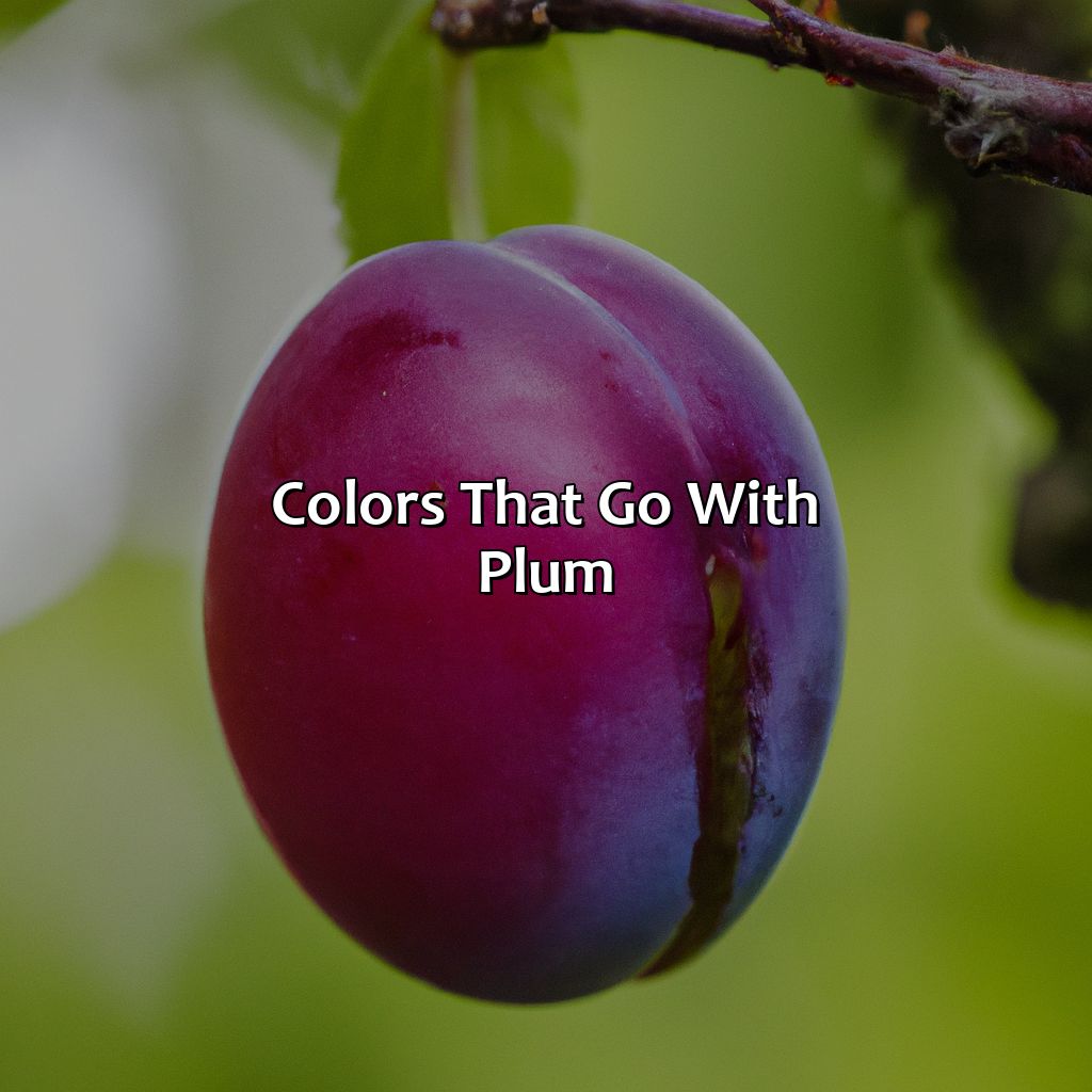 Colors That Go With Plum  - What Color Goes With Plum, 